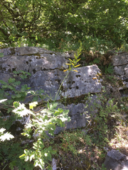 Asphodeline liburnica