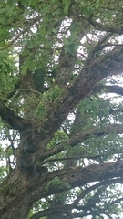 Thaumetopoea processionea