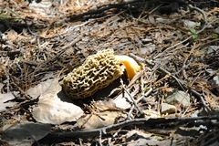 Morchellaceae