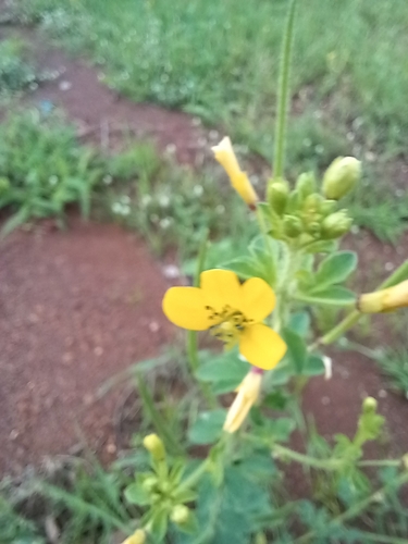Asian Spiderflower