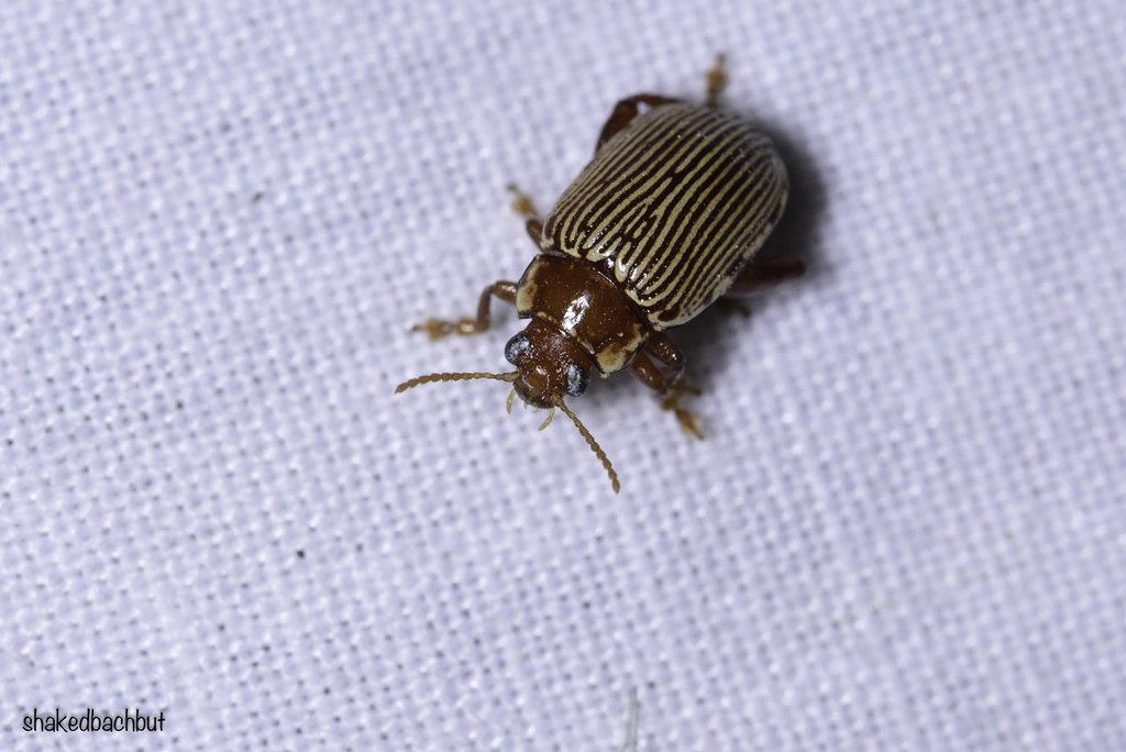 Calotheca sacra