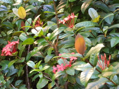 Ixora chinensis