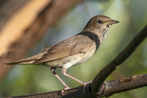 Rytinė lakštingala nuotrauka
