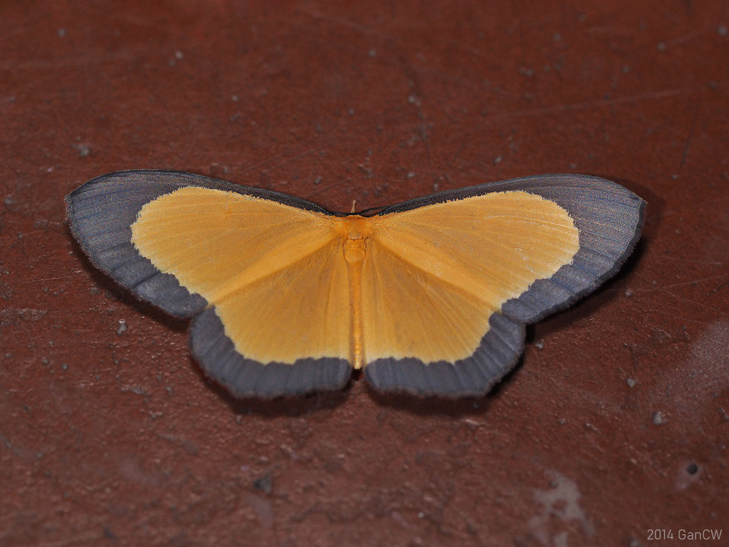 Bytharia lucida