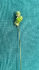 Carex molesta