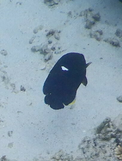 Black Angelfish
