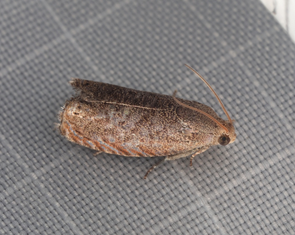 Pea Moth in July 2024 by sk2 · iNaturalist