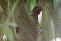 Formicarius moniliger