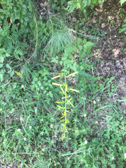 Asphodeline liburnica