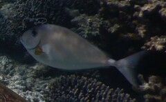 Horseface Unicornfish photo 3
