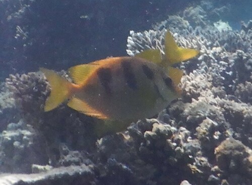 Threeblotch rabbitfish (Siganus trispilos) — Siganidae — 5