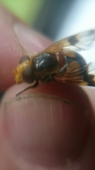 Volucella inflata
