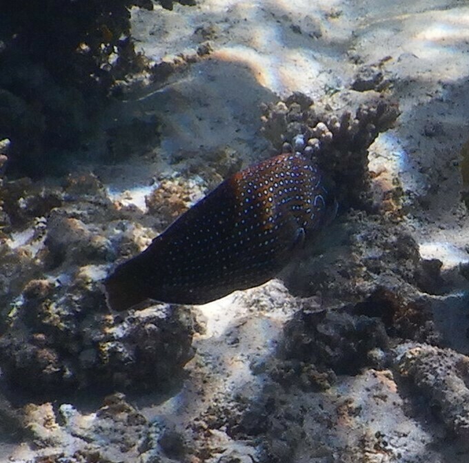 Bluespotted wrasse