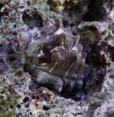 Tylothais aculeata observed 2024-07-20