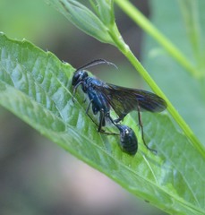 Chalybion zimmermanni