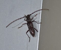 Elaphidion