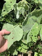 Allowissadula holosericea