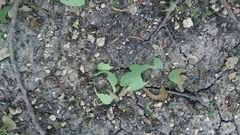 Thaumetopoea processionea