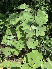 Allowissadula holosericea