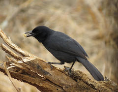 Laniarius funebris