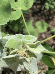 Allowissadula holosericea