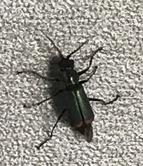 Cordylepherus viridis