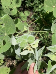 Allowissadula holosericea