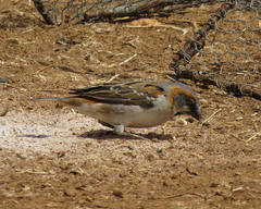 Passer rufocinctus
