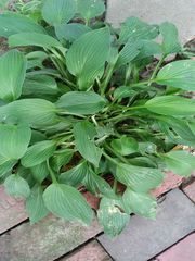 Hosta