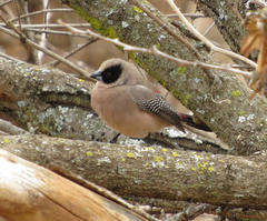 Brunhilda charmosyna
