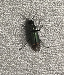 Cordylepherus viridis