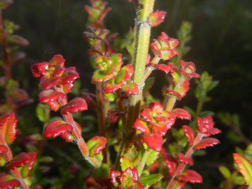 Gonocarpus teucrioides (Gonocarpus teucrioides)