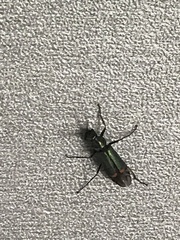 Cordylepherus viridis