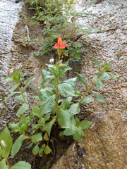 Erythranthe verbenacea