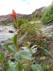 Erythranthe verbenacea