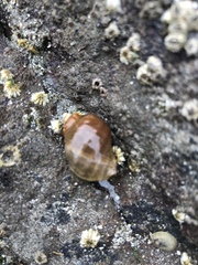Nucella ostrina