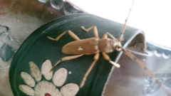Eburia