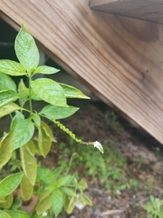 Heliotropium angiospermum