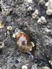 Nucella ostrina