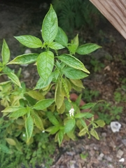 Heliotropium angiospermum