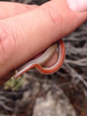 Tantilla hobartsmithi