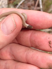 Tantilla hobartsmithi