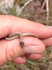 Tantilla hobartsmithi