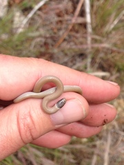 Tantilla hobartsmithi