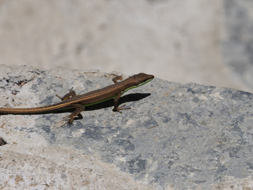 Takydromus intermedius