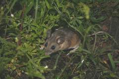 Peromyscus melanotis