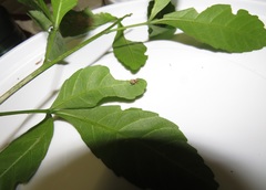 Allophylus natalensis