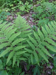 Athyrium