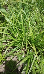 Carex debilis