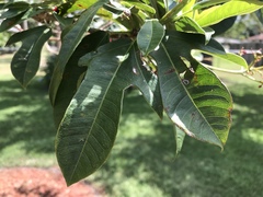 Erythrina crista-galli